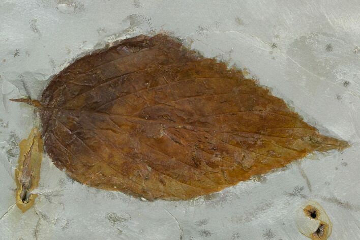 Fossil Hackberry (Celtis) Leaf - Montana #120807